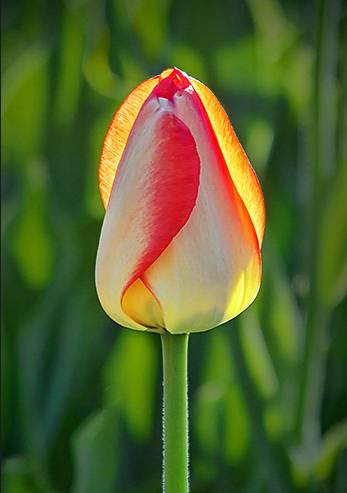  Sôi động với lễ hội hoa tulip lớn nhất thế giới, Canada